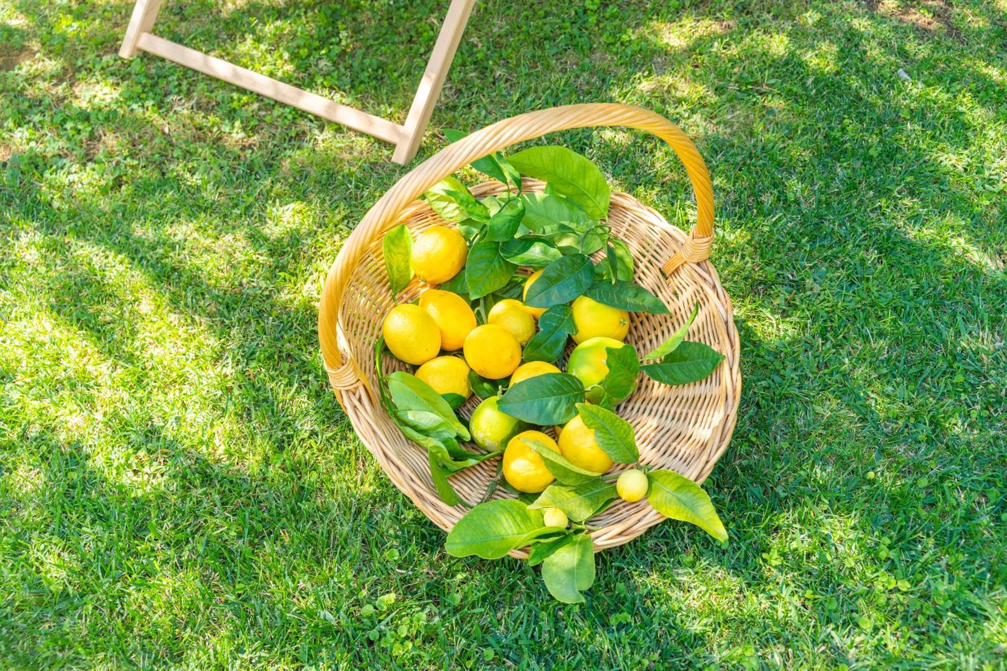 Villa Lemon Garden - Apartment In Dubrovnik مْليني المظهر الخارجي الصورة