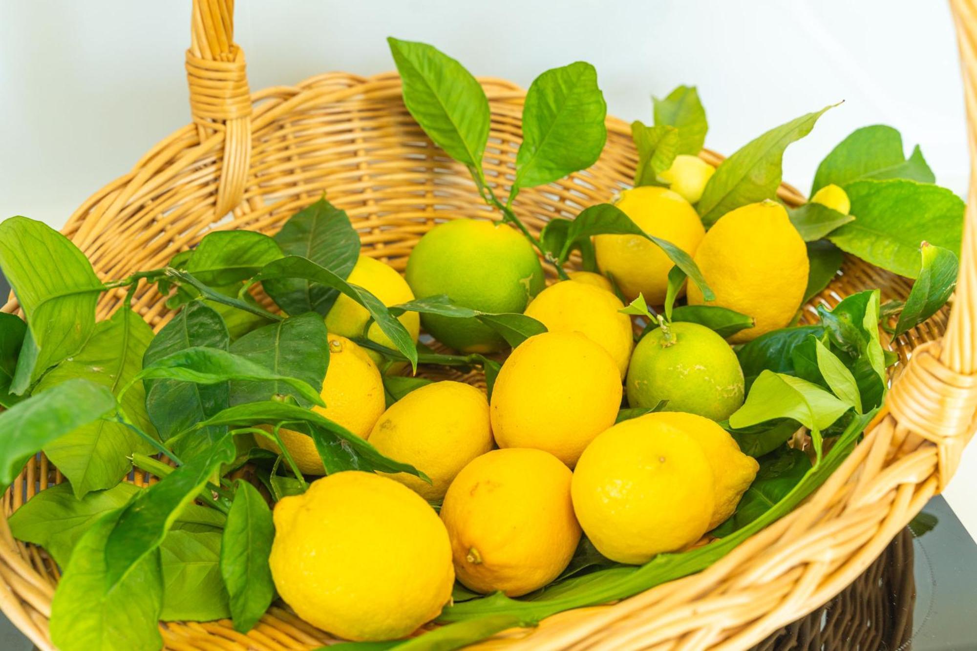 Villa Lemon Garden - Apartment In Dubrovnik مْليني المظهر الخارجي الصورة